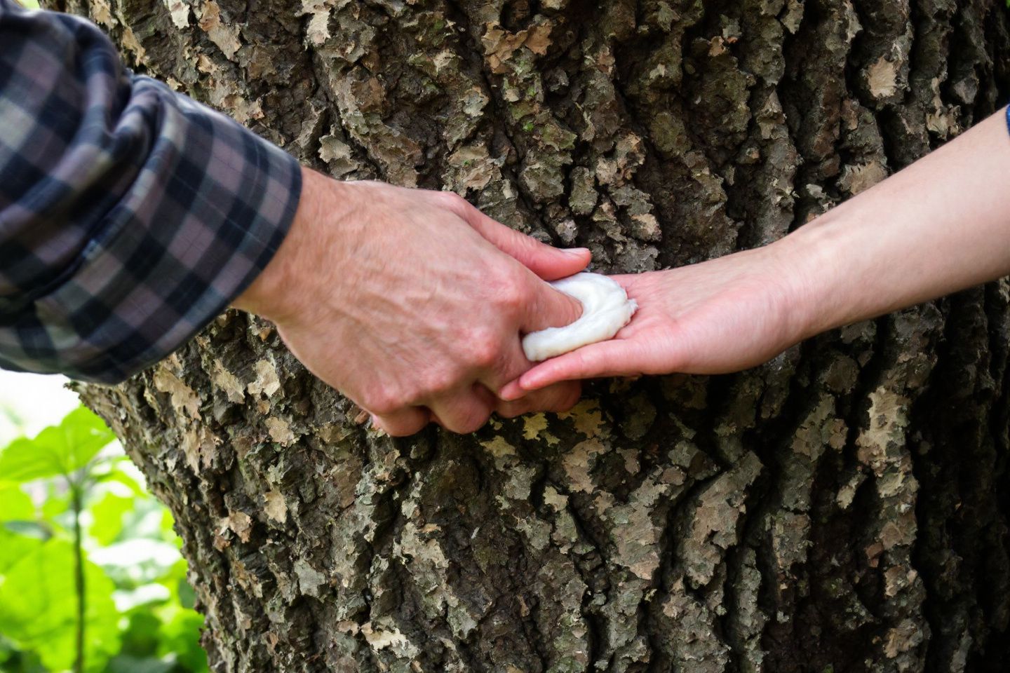Cicatrisant fait maison pour arbre : recettes et astuces