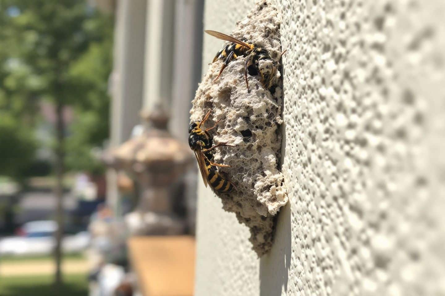 Comment gérer un nid de guêpe maçonne dans votre maison