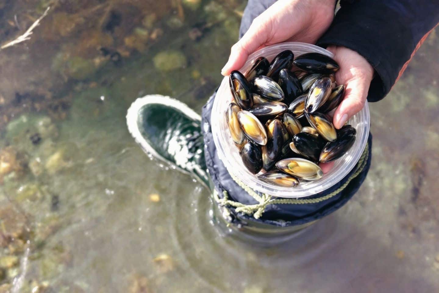 Pourquoi les moules ne sont-elles pas disponibles toute l’année ?