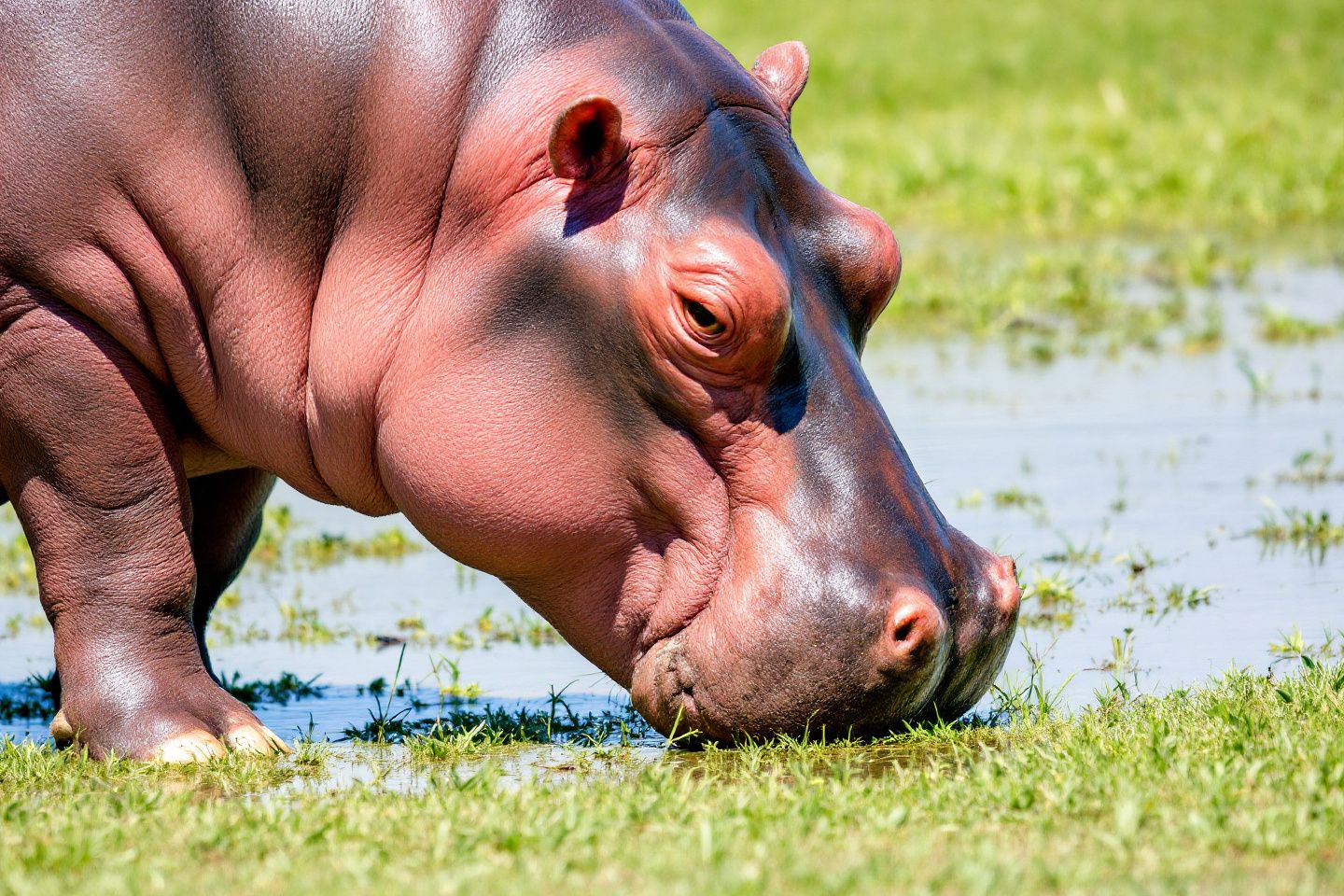 Que mange un hippopotame ? Découvrez son régime alimentaire