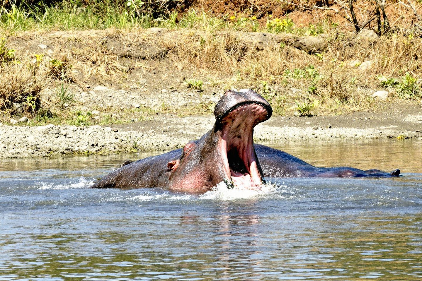 Que se passe-t-il si un hippopotame ne trouve pas assez de nourriture ?