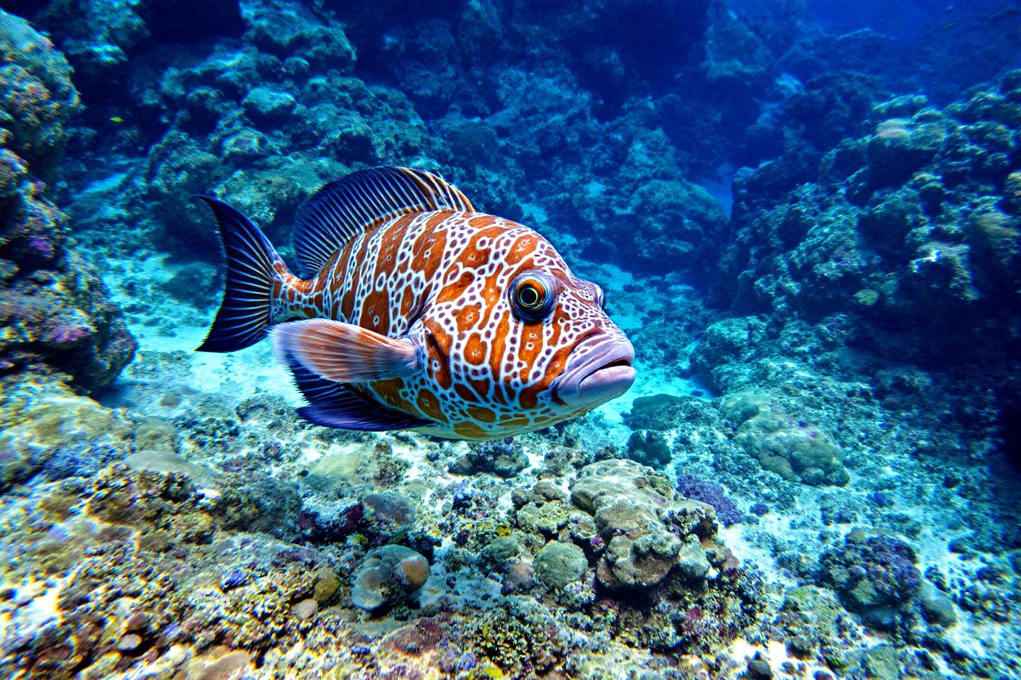 Tout savoir sur le poisson-lune